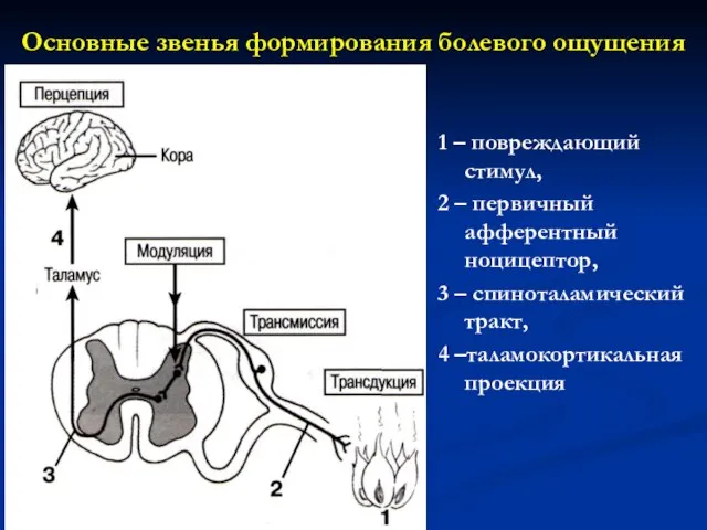 Основные звенья формирования болевого ощущения 1 – повреждающий стимул, 2 –