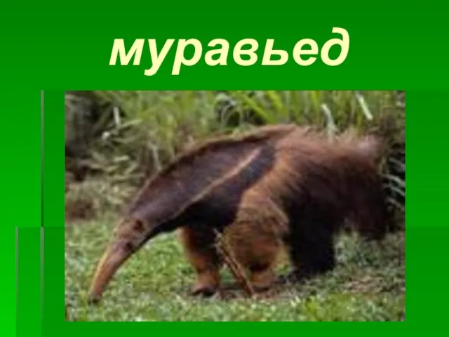 муравьед