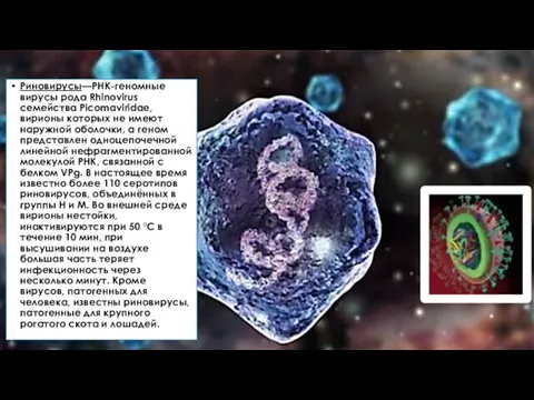 Риновирусы—РНК-геномные вирусы рода Rhinovirus семейства Picomaviridae, вирионы которых не имеют наружной