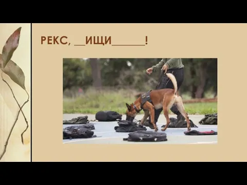 РЕКС, __ИЩИ______!