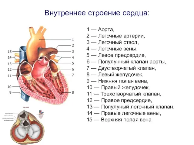 Внутреннее строение сердца: 1 — Аорта, 2 — Легочные артерии, 3
