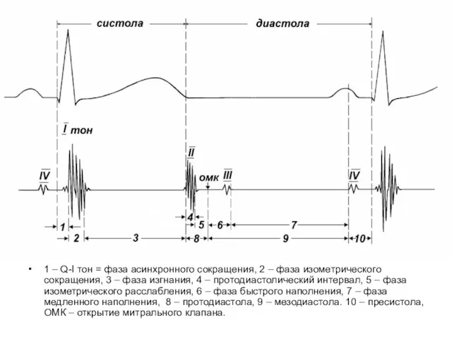 1 – Q-I тон = фаза асинхронного сокращения, 2 – фаза