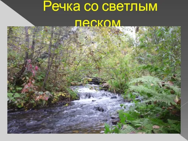 Речка со светлым леском.