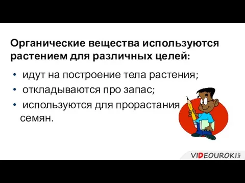 Органические вещества используются растением для различных целей: идут на построение тела