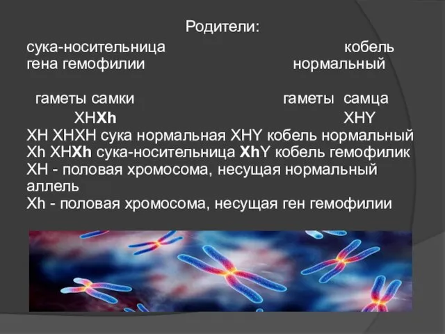 Родители: сука-носительница кобель гена гемофилии нормальный гаметы самки гаметы самца ХHХh