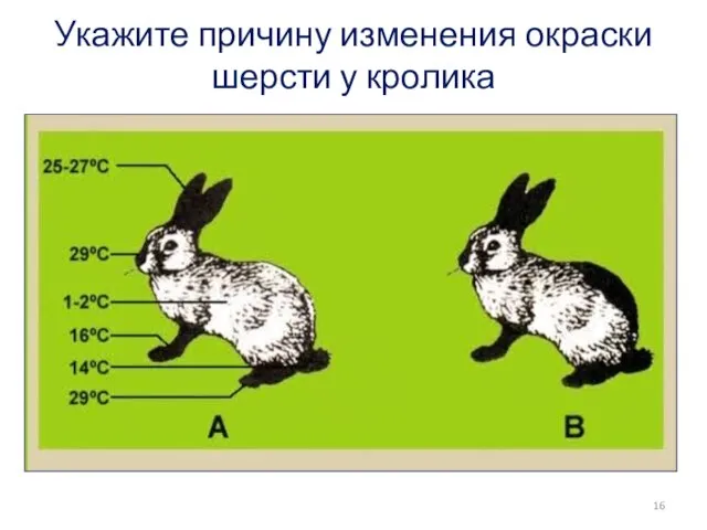 Укажите причину изменения окраски шерсти у кролика