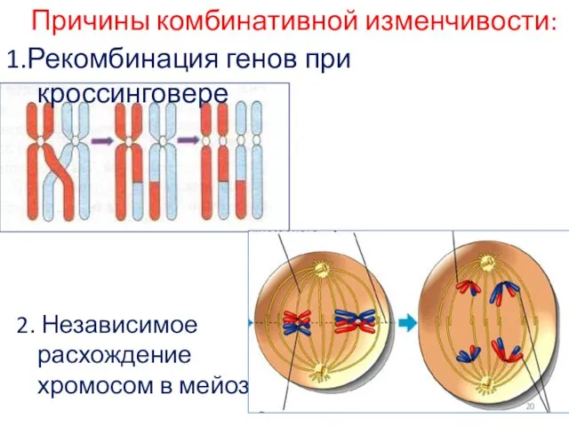 Причины комбинативной изменчивости: 1.Рекомбинация генов при кроссинговере 2. Независимое расхождение хромосом в мейозе