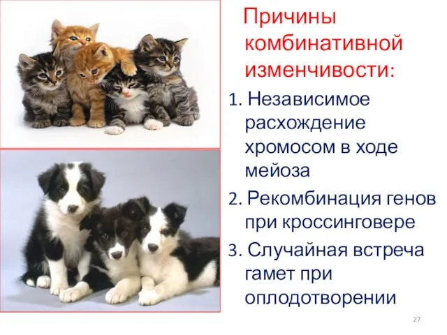 Причины комбинативной изменчивости: 1. Независимое расхождение хромосом в ходе мейоза 2.