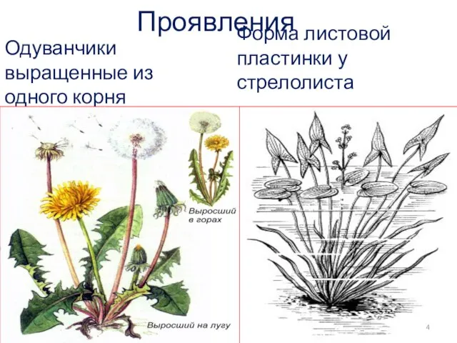 Проявления Одуванчики выращенные из одного корня Форма листовой пластинки у стрелолиста