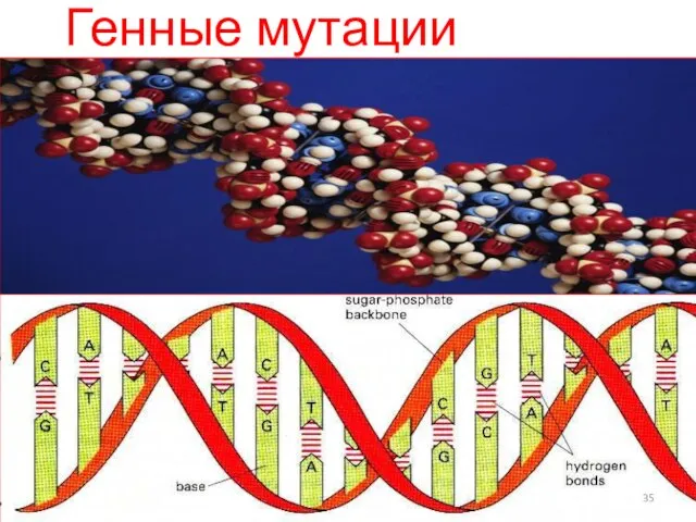 Генные мутации