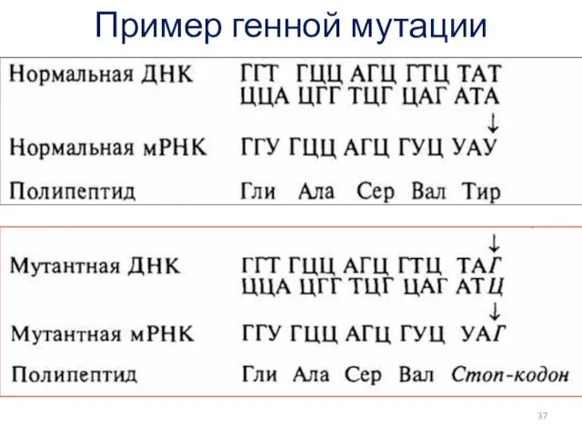 Пример генной мутации