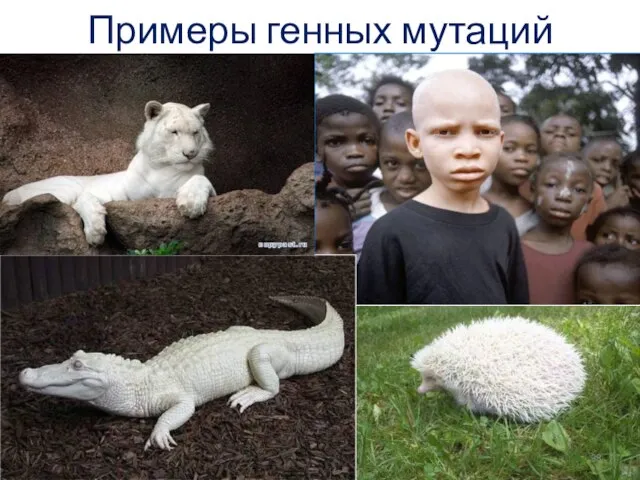 Примеры генных мутаций