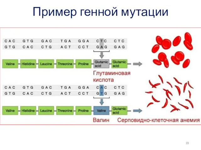 Пример генной мутации