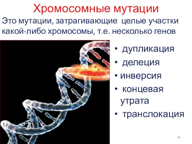 Хромосомные мутации дупликация делеция инверсия концевая утрата транслокация Это мутации, затрагивающие