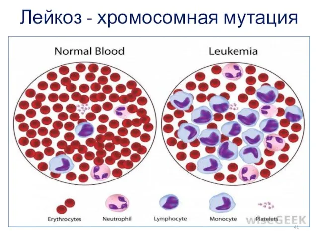 Лейкоз - хромосомная мутация