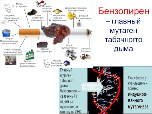 Бензопирен – главный мутаген табачногго дыма