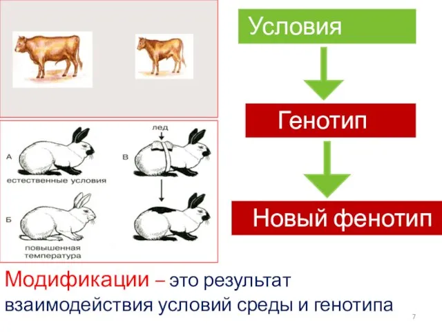 Модификации – это результат взаимодействия условий среды и генотипа Условия среды Генотип Новый фенотип