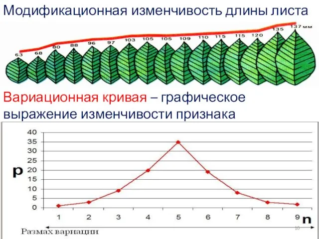 Модификационная изменчивость длины листа Вариационная кривая – графическое выражение изменчивости признака