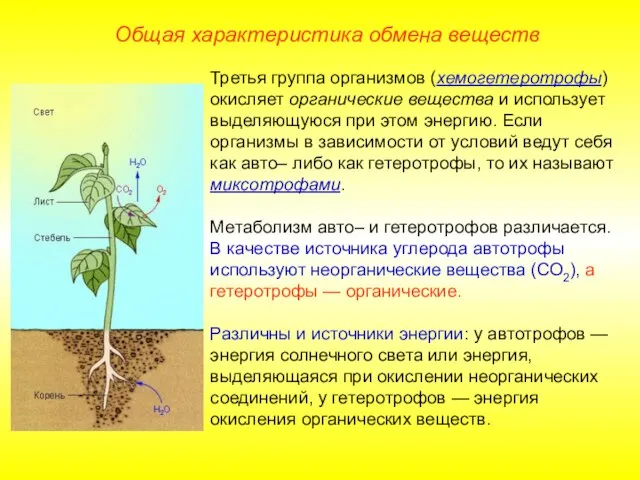 Третья группа организмов (хемогетеротрофы) окисляет органические вещества и использует выделяющуюся при