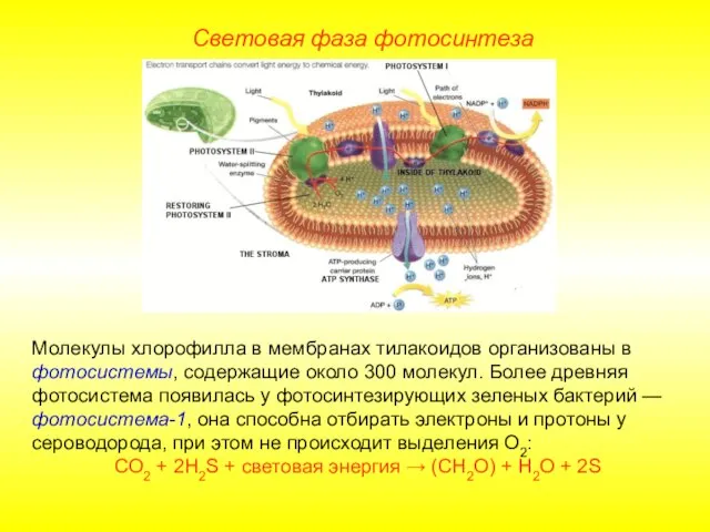 Световая фаза фотосинтеза Молекулы хлорофилла в мембранах тилакоидов организованы в фотосистемы,