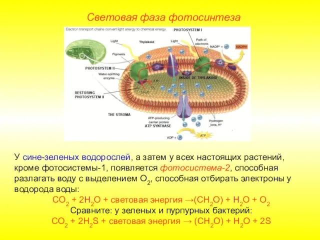 У сине-зеленых водорослей, а затем у всех настоящих растений, кроме фотосистемы-1,