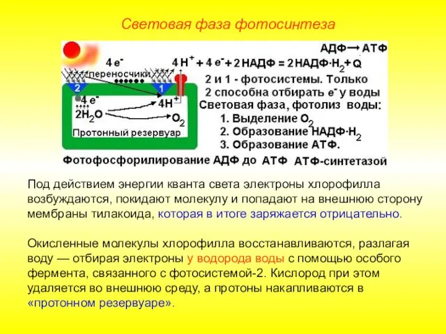 Под действием энергии кванта света электроны хлорофилла возбуждаются, покидают молекулу и