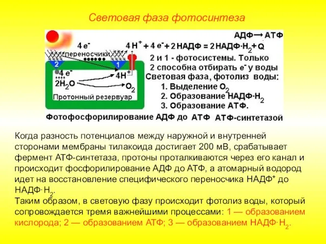 Когда разность потенциалов между наружной и внутренней сторонами мембраны тилакоида достигает