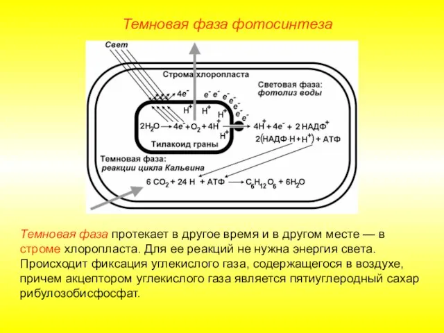 Темновая фаза фотосинтеза Темновая фаза протекает в другое время и в