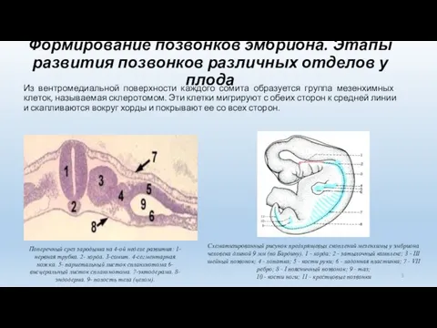 Формирование позвонков эмбриона. Этапы развития позвонков различных отделов у плода Из