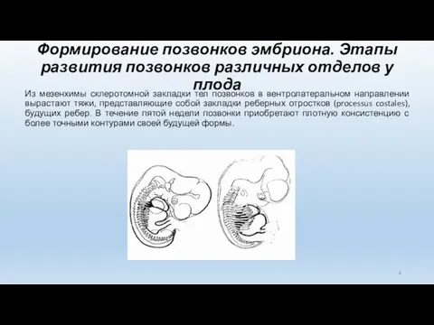 Формирование позвонков эмбриона. Этапы развития позвонков различных отделов у плода Из