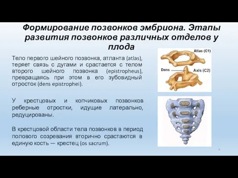 Формирование позвонков эмбриона. Этапы развития позвонков различных отделов у плода Тело