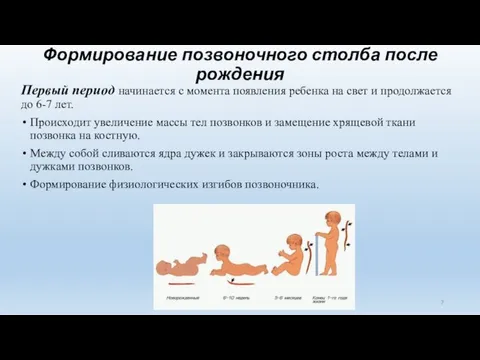 Формирование позвоночного столба после рождения Первый период начинается с момента появления