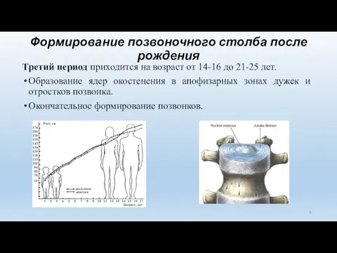 Формирование позвоночного столба после рождения Третий период приходится на возраст от