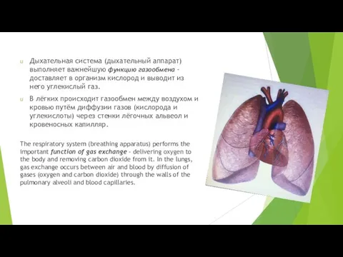 Дыхательная система (дыхательный аппарат) выполняет важнейшую функцию газообмена - доставляет в