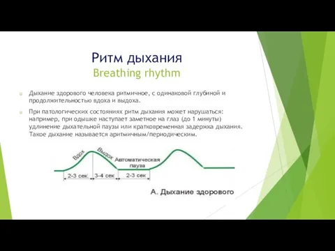 Ритм дыхания Breathing rhythm Дыхание здорового человека ритмичное, с одинаковой глубиной