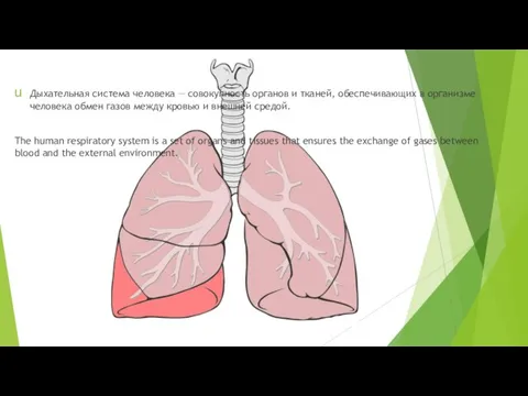 Дыхательная система человека — совокупность органов и тканей, обеспечивающих в организме