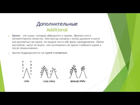 Дополнительные Additional Хрипы – это шумы, которые образуются в трахее, бронхах