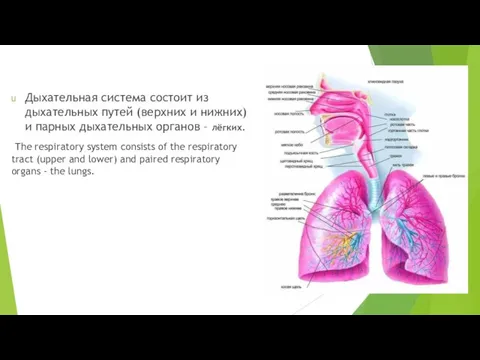 Дыхательная система состоит из дыхательных путей (верхних и нижних) и парных