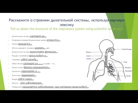 Расскажите о строении дыхательной системы, используя научную лексику Tell us about