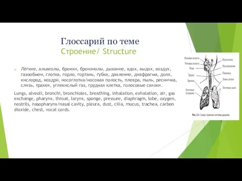 Глоссарий по теме Строение/ Structure Лёгкие, альвеолы, бронхи, бронхиолы, дыхание, вдох,