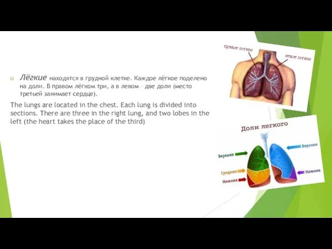 Лёгкие находятся в грудной клетке. Каждое лёгкое поделено на доли. В