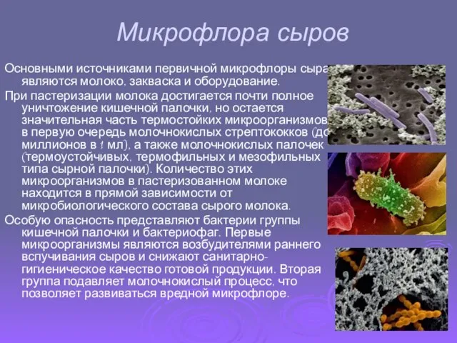 Микрофлора сыров Основными источниками первичной микрофлоры сыра являются молоко, закваска и