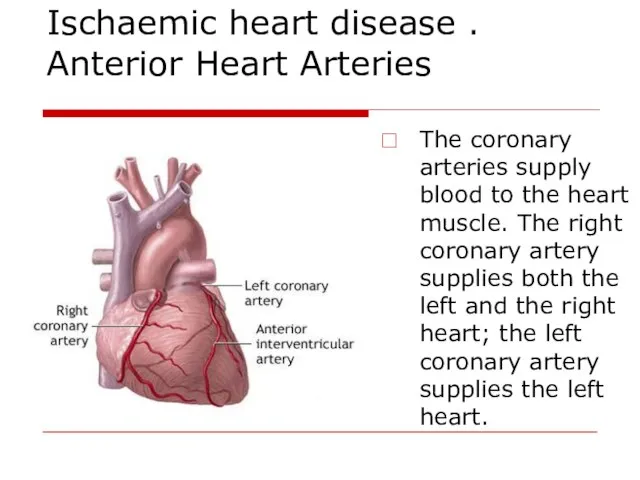 Ischaemic heart disease . Anterior Heart Arteries The coronary arteries supply