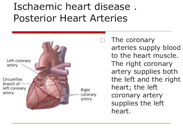 Ischaemic heart disease . Posterior Heart Arteries The coronary arteries supply