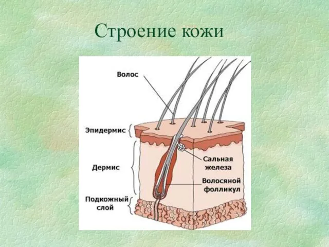 Строение кожи