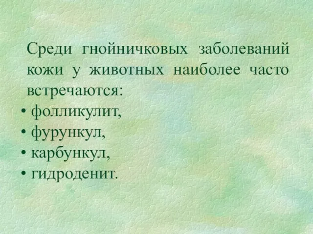 Среди гнойничковых заболеваний кожи у животных наиболее часто встречаются: фолликулит, фурункул, карбункул, гидроденит.