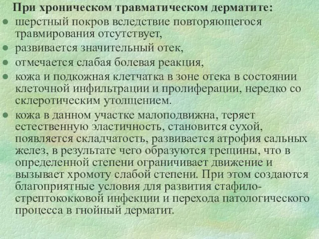 При хроническом травматическом дерматите: шерстный покров вследствие повторяющегося травмирования отсутствует, развивается