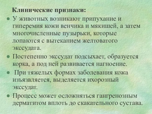 Клинические признаки: У животных возникают припухание и гиперемия кожи венчика и