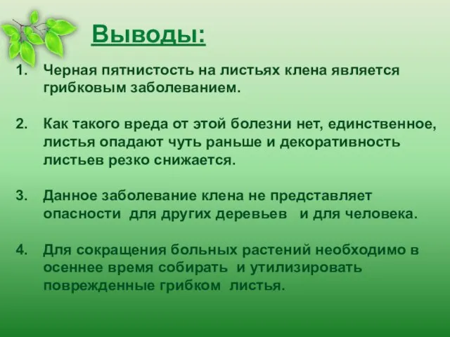 Выводы: Черная пятнистость на листьях клена является грибковым заболеванием. Как такого