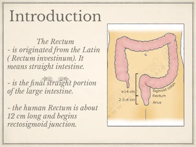 Introduction The Rectum - is originated from the Latin ( Rectum